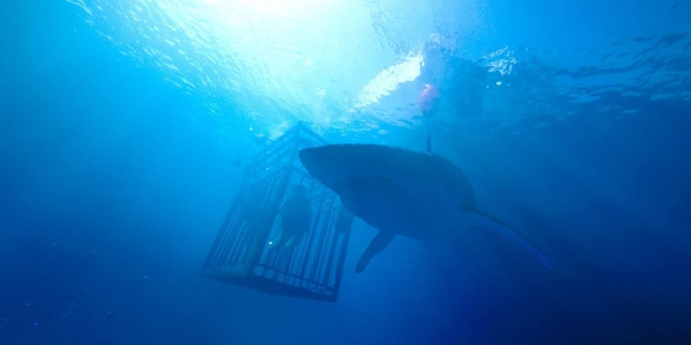 47 METERS DOWN, the girls go shark diving in Mexico