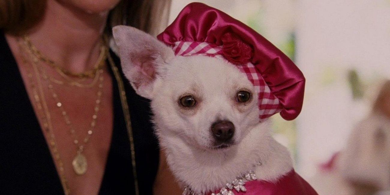 Beverly Hills Chihuahua_film_Chihuahuas