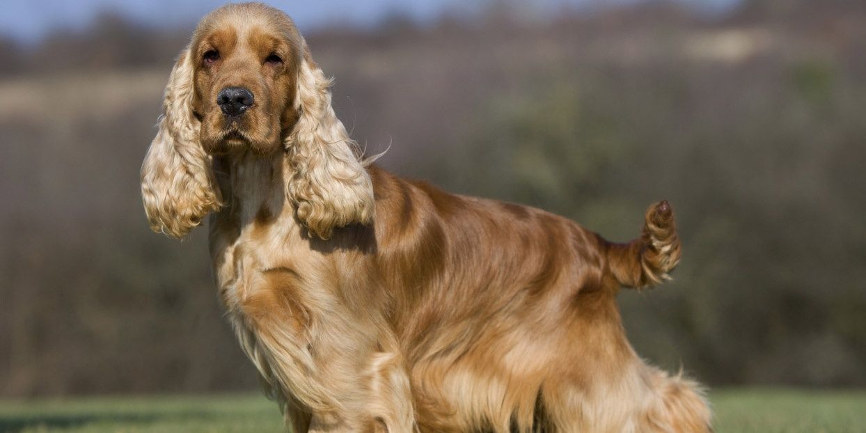 Pciture of_Cocker Spaniel