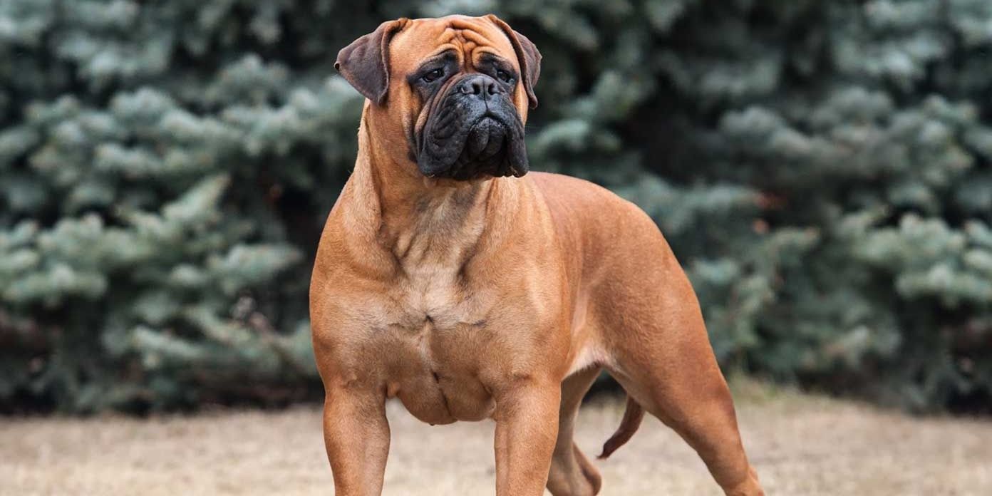 Picture of_Mastiff
