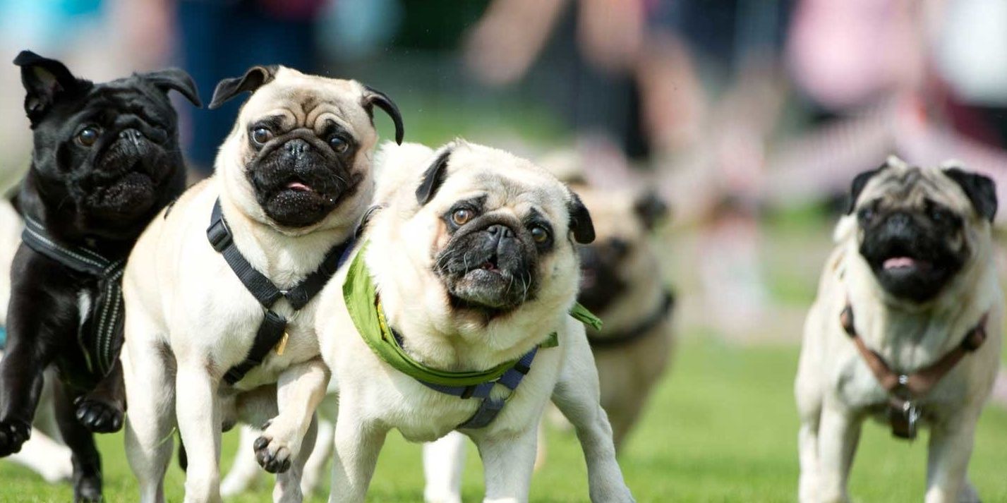 Picture of_Pugs