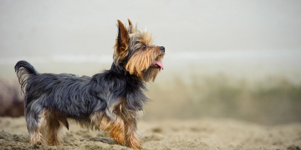 Picture of_Yorkshire Terriers
