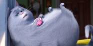 10 Cat Themed Movies To Watch Instead Of Cats 2019 10 Cat Themed Movies To Watch Instead Of Cats 2019