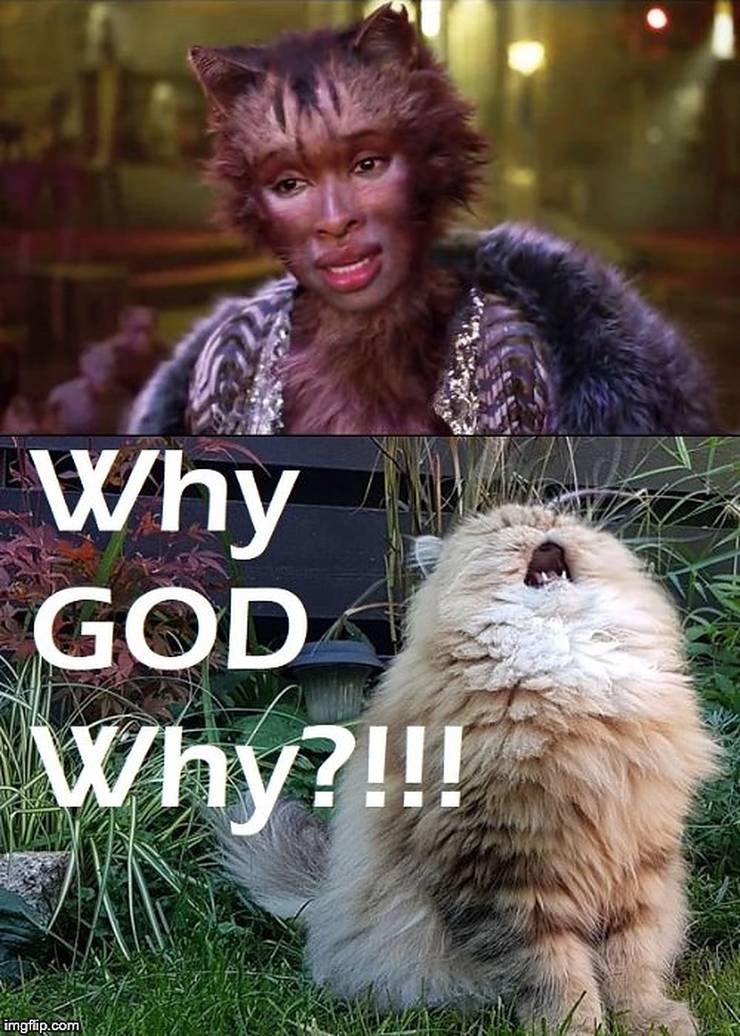 10 Hilarious Memes About Cats 2019 That Will Make You Laugh