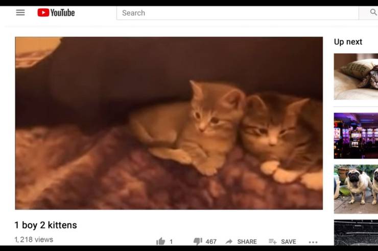 One Kitten Or Two