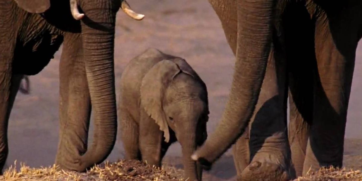 Disneynature Earth Cropped
