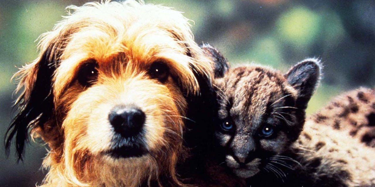 A golden colored dog poses next to a gray and spotted kitten. 