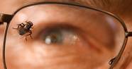 Breaking Bad s Fly Explained What The Divisive Episode Means