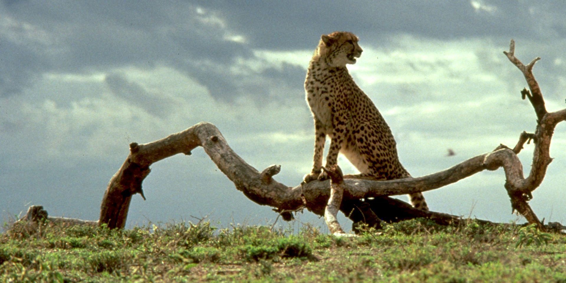 /wordpress/wp-content/uploads/2020/02/Cheetah-Disney-e1581538877639.jpeg