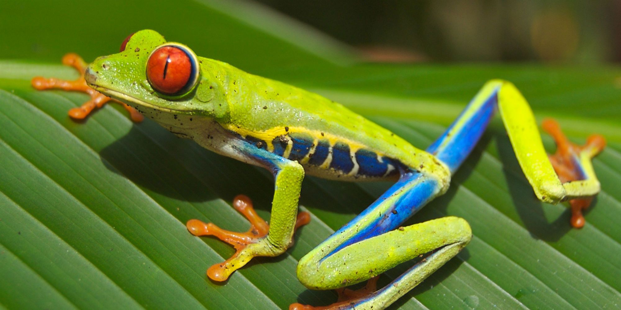 Planet Earth Red Eyed Tree Frog
