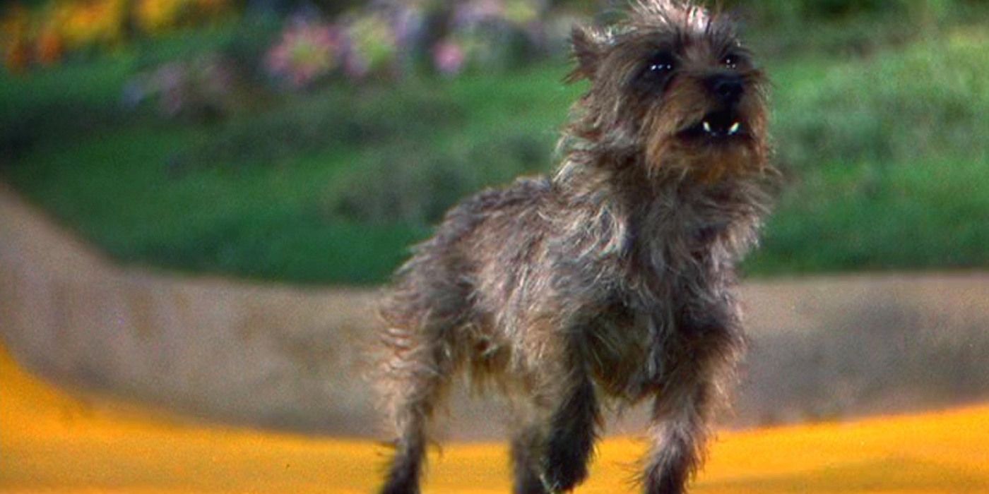 10 Most Iconic Pets In Movie History Ranked