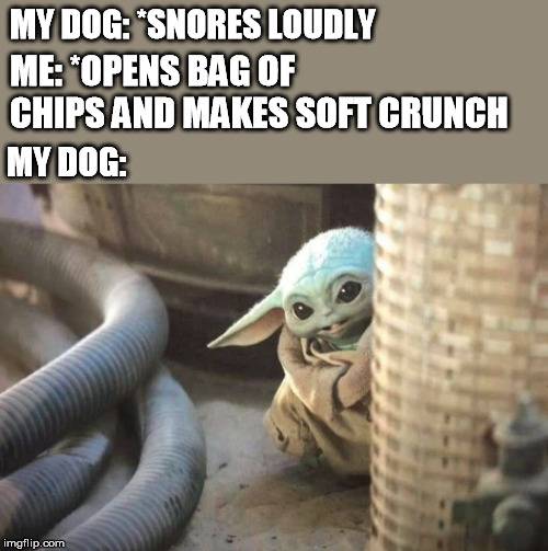 10 Hilarous Baby Yoda Memes About Pets We Can All Relate To 10 Hilarous Baby Yoda Memes About Pets We Can All Relate To