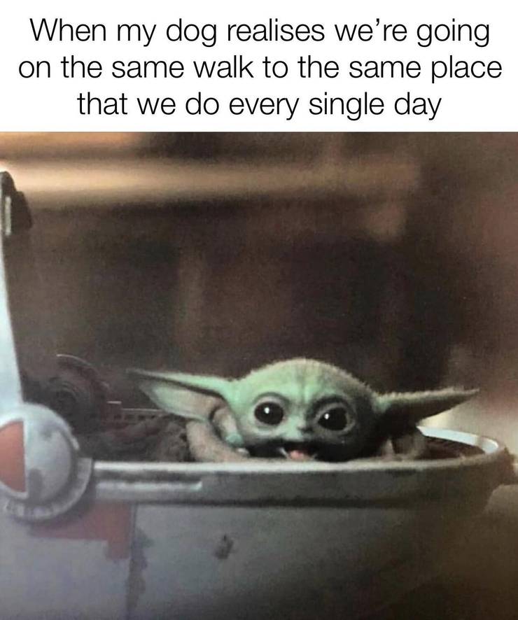 10 Hilarous Baby Yoda Memes About Pets We Can All Relate To