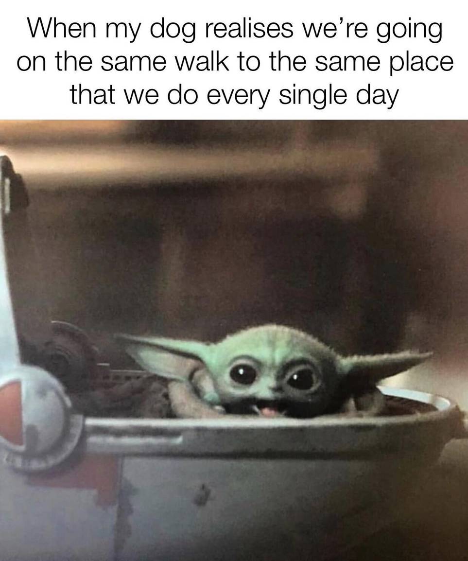 10 Hilarous Baby Yoda Memes About Pets We Can All Relate To 10 Hilarous Baby Yoda Memes About Pets We Can All Relate To
