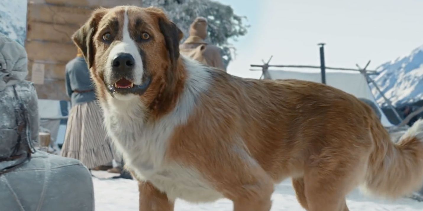 Buck the dog in the show in The Call of the Wild