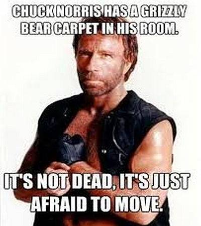 [Image: Chuck-Norris-Bear.jpg?q=50&fit=crop&dpr=1.5]