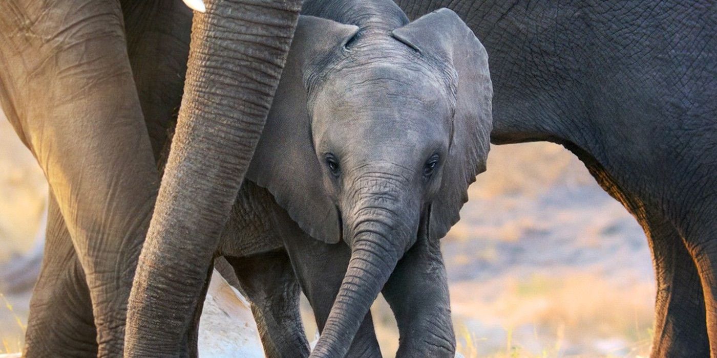 Disneynature Elephant