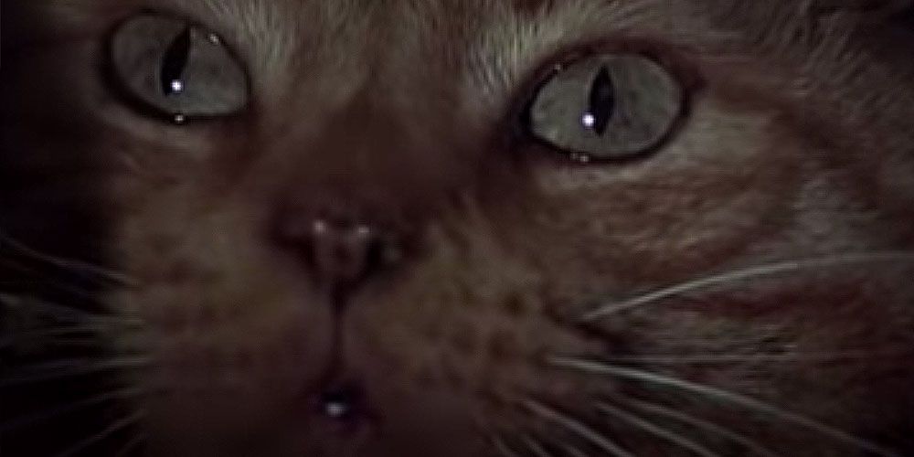 10 Coolest Cats In Live-Action Movies