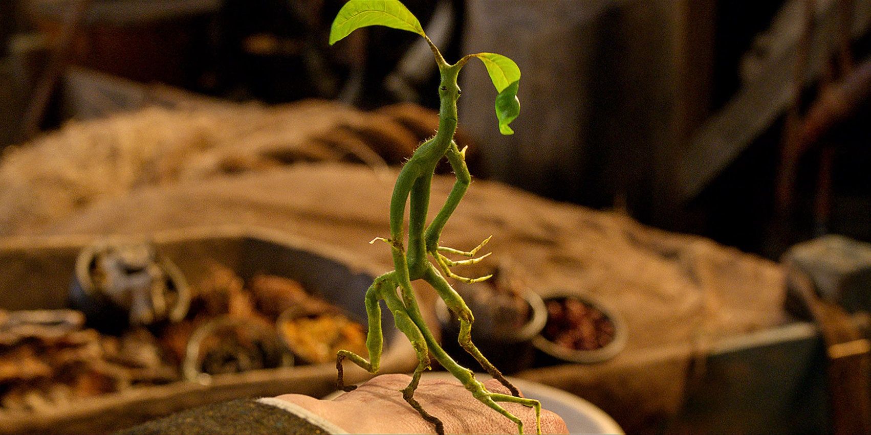 A Bowtruckle in Fantastic Beasts