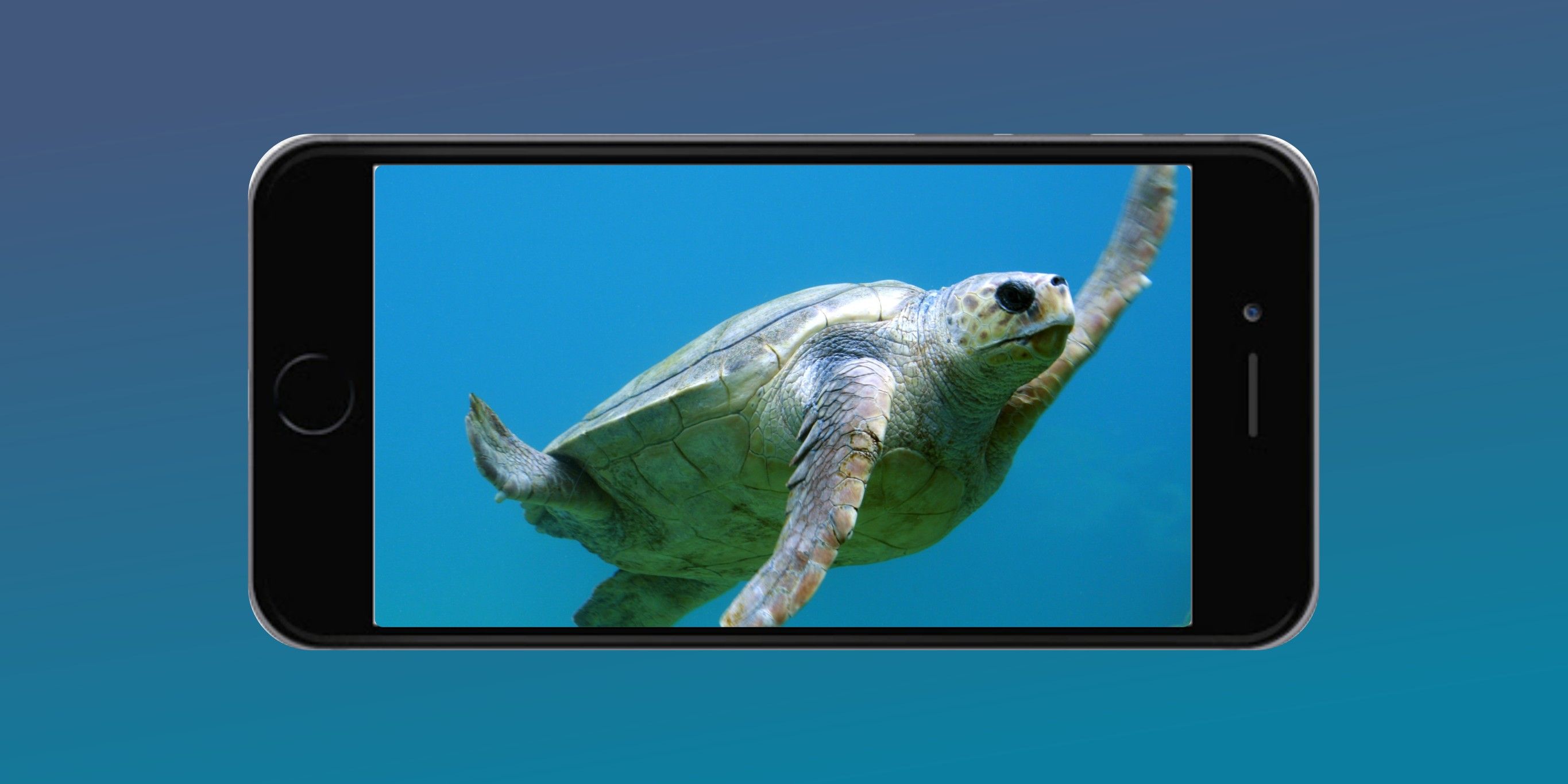 iPhone with Turtle