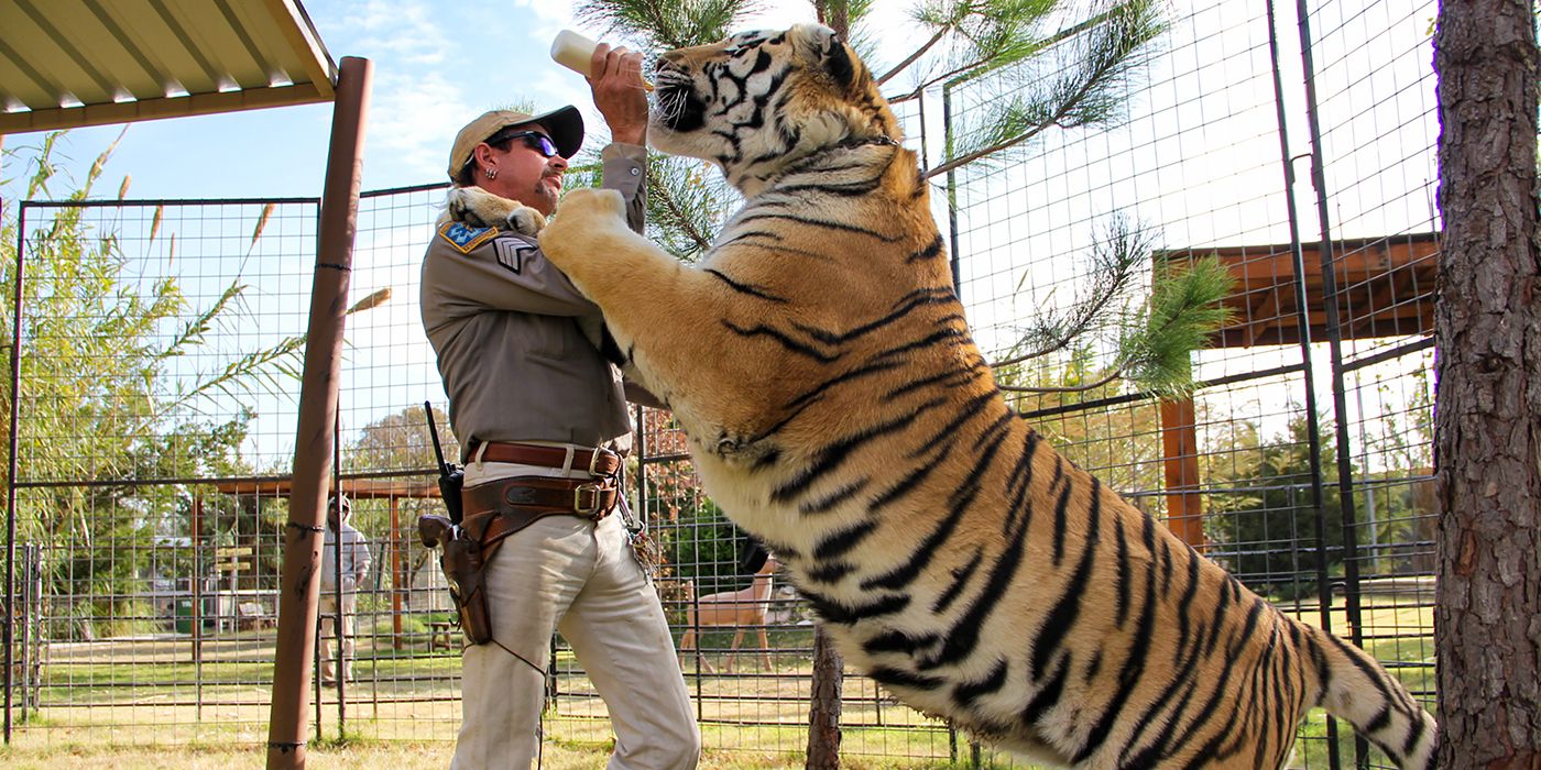 tiger king feeding tiger