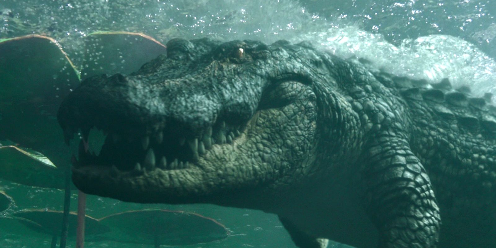 Crawl - Hungry Alligator Close-Up