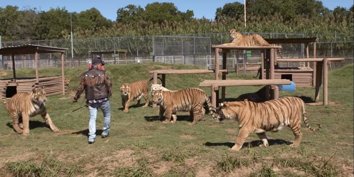 Netflix's Tiger King: 15 Best Joe Exotic Quotes