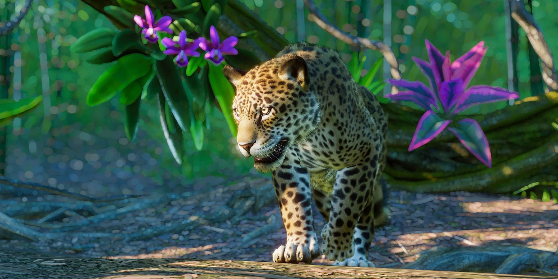 A South American Jaguar is on the prowl.