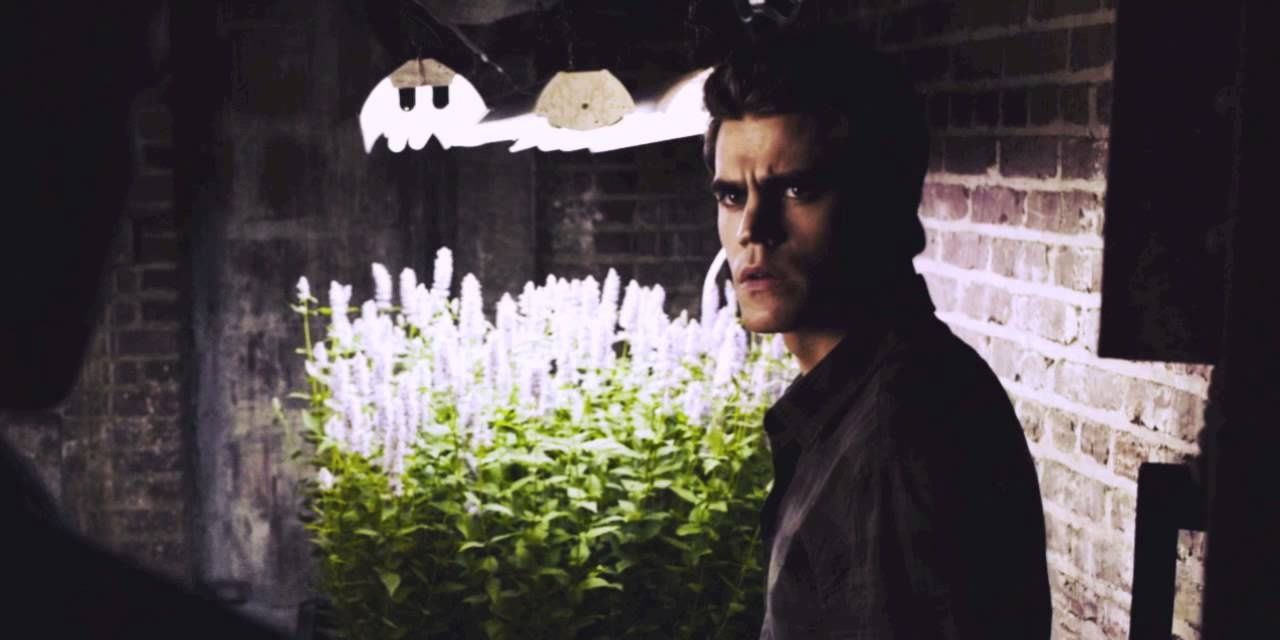 Stefan stands in front of vervain plants in The Vampire Diaries.