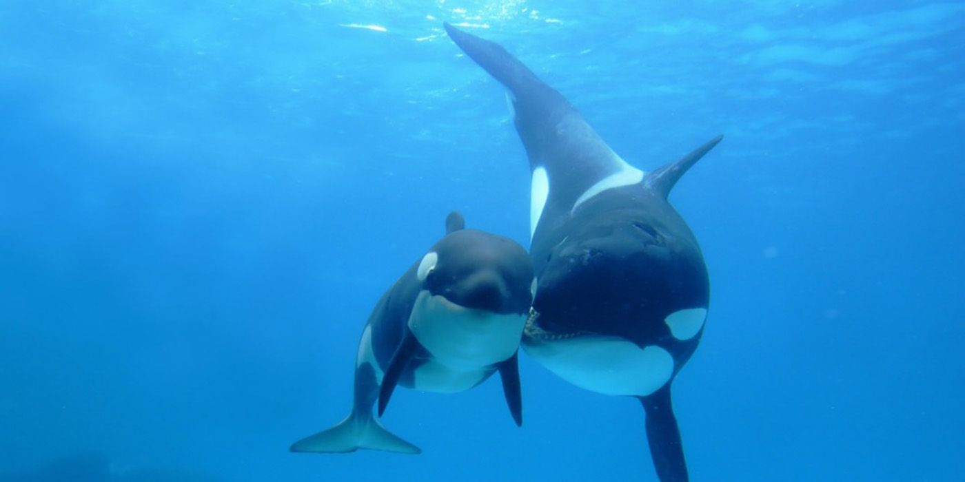 The killer whales from Blackfish.