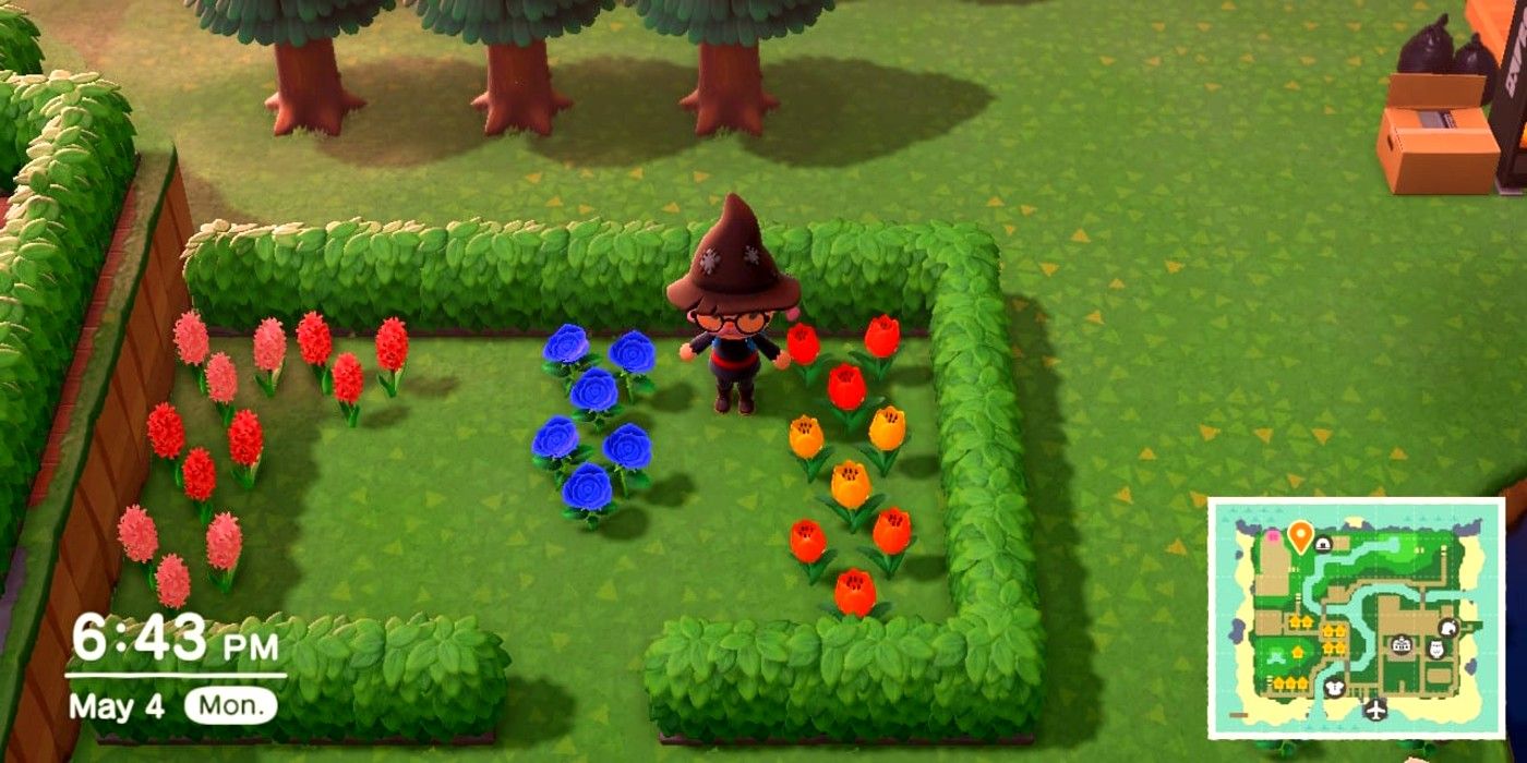 A player stands in a garden surrounded by hedges with several Blue Roses at the center in Animal Crossing: New Horizons