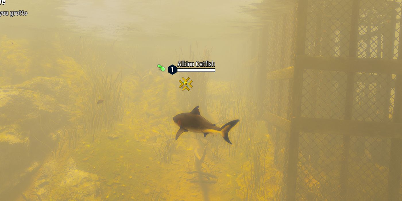 Maneater Albino Fish