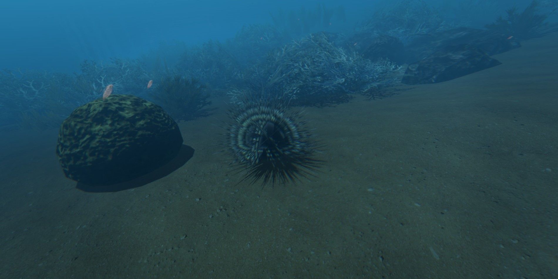 Stranded Deep Sea Urchin