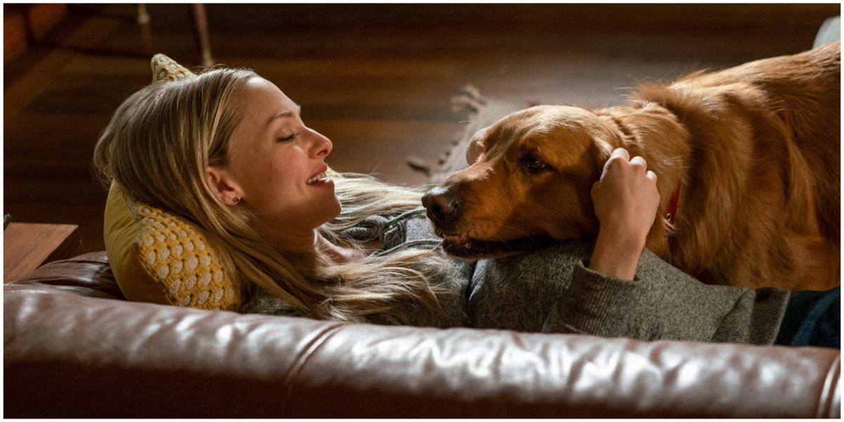 Pregnant on couch with dog