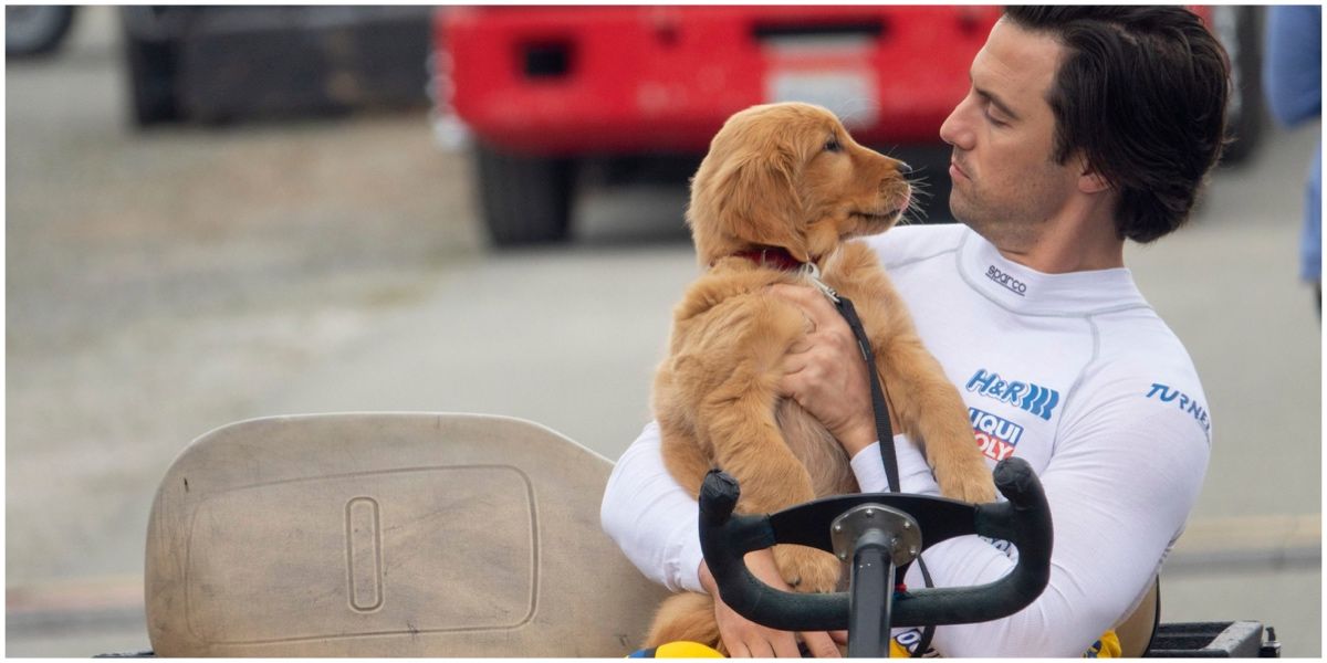 The Art Of Racing In The Rain: 10 Awesome Facts About The Making Of The ...