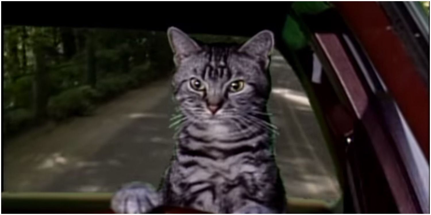 10 Most Iconic Cats In TV History, Ranked