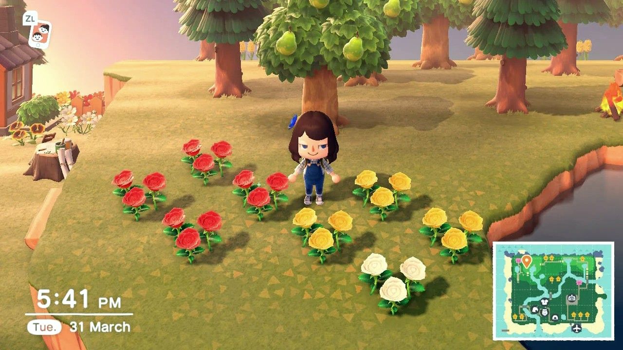 A player in Animal Crossing: New Horizons plants roses in a diagonal checkerboard pattern with spaces left for hybrid offspring to grow in Animal Crossing: New Horizons
