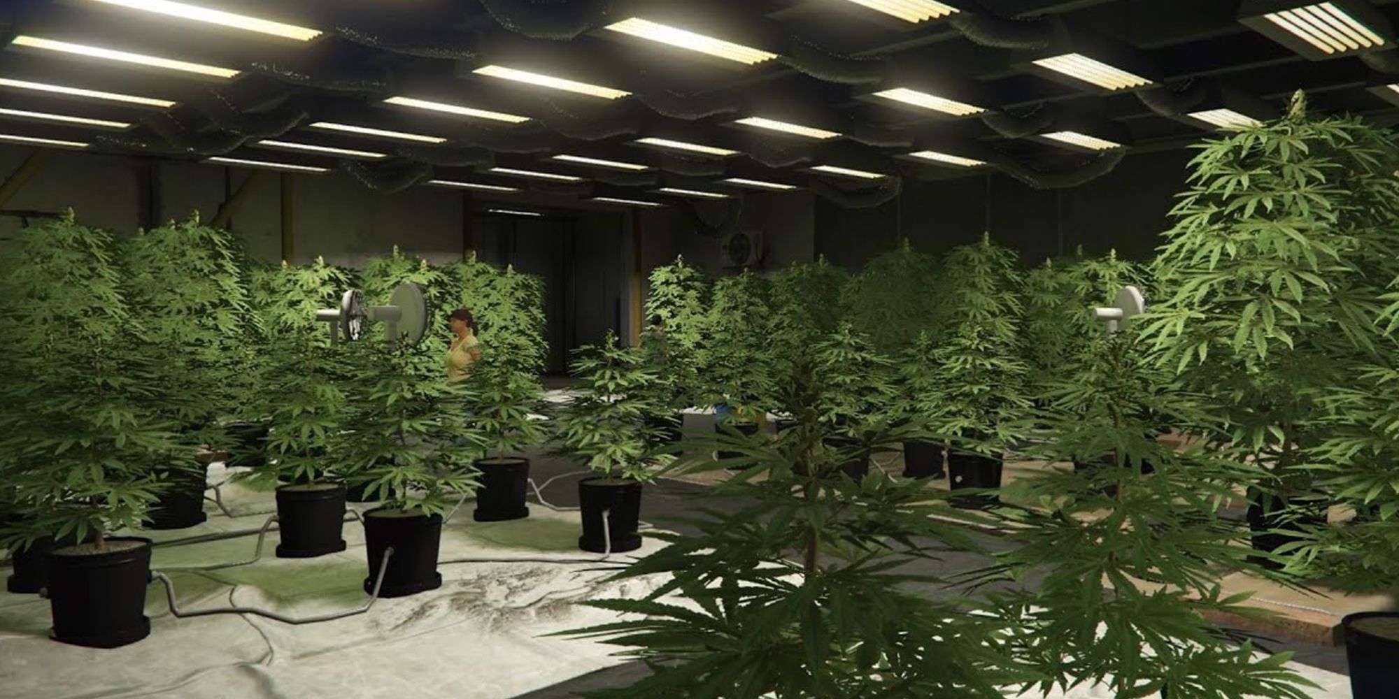 GTA Online Weed Farm