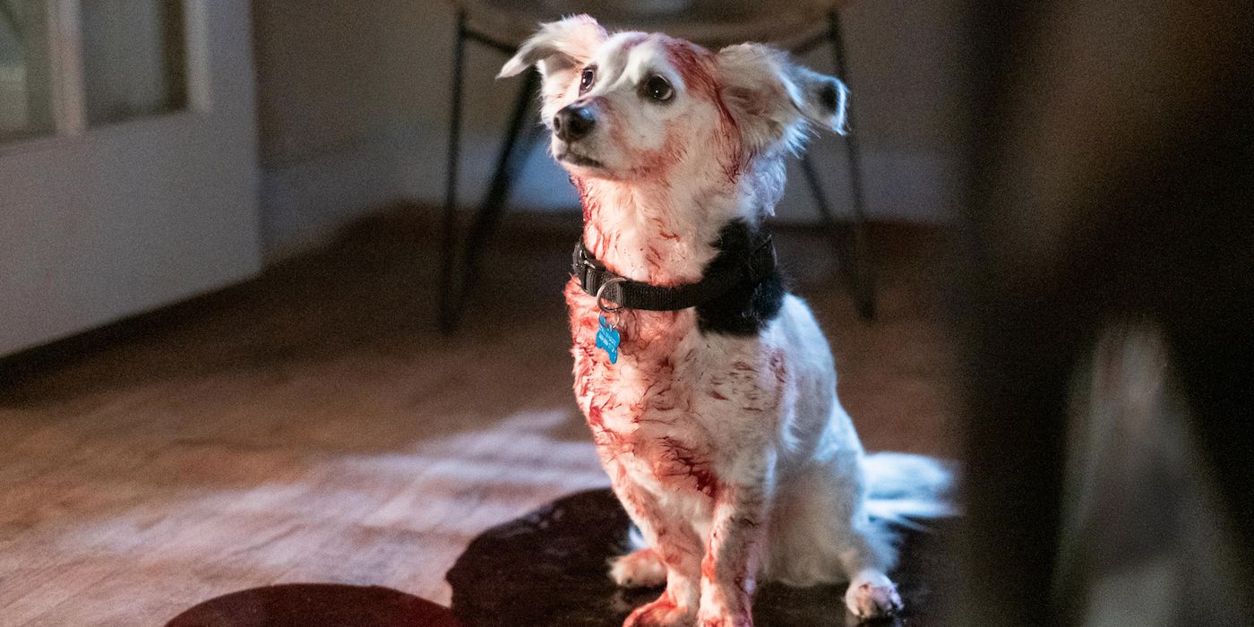 Into The Dark Good Boy Bloody Dog
