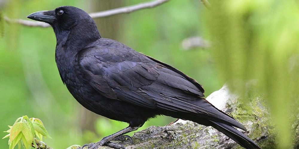 Patronus Likely Crow