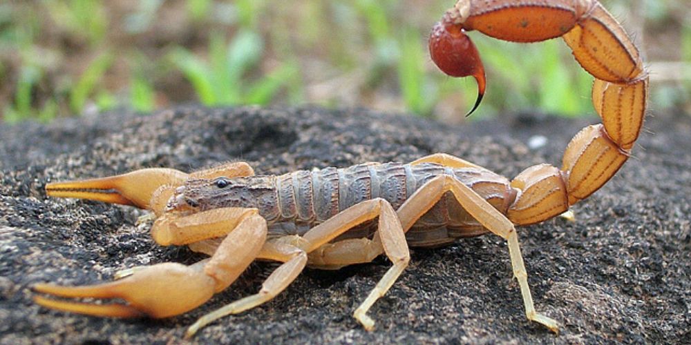 Patronus Likely Scorpion