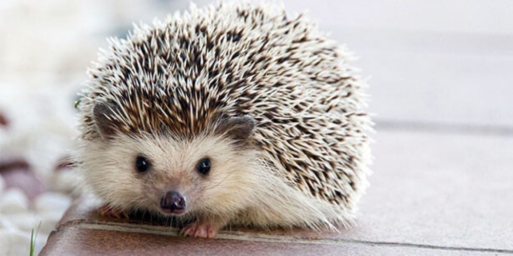 Patronus Never Hedgehog