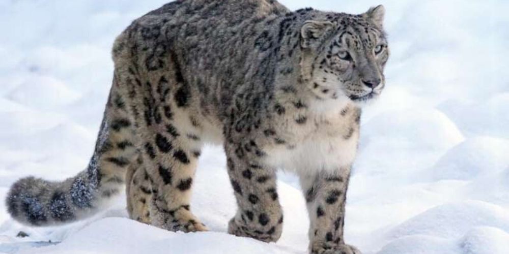 Patronus Never Snow Leopard