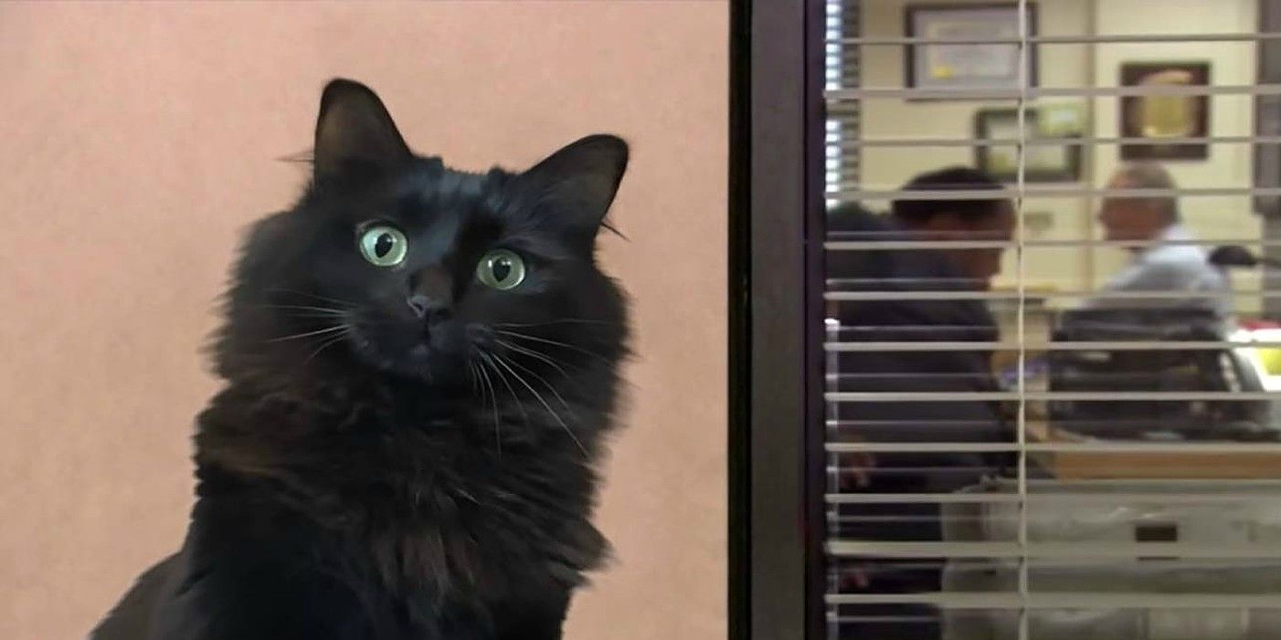 The Office TV Show Opening Gets Upgraded With Lovably Destructive Cat