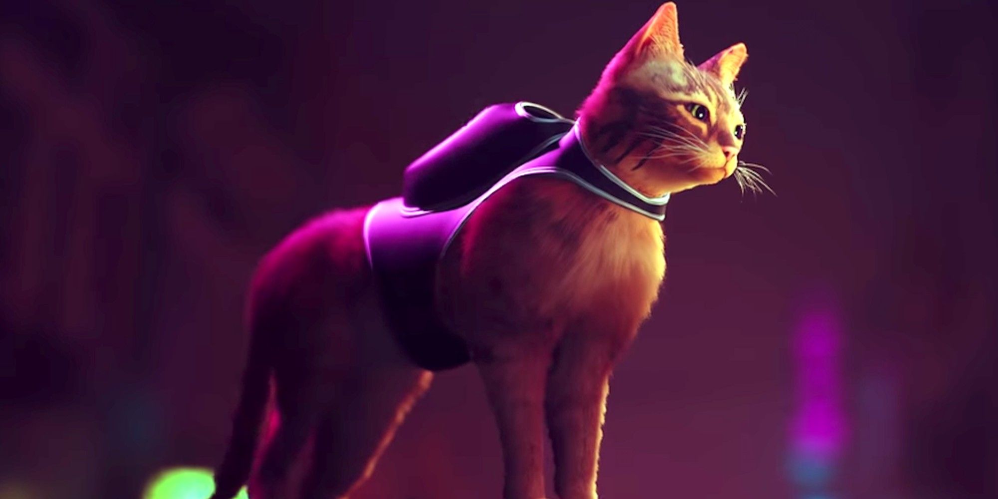cat from video game stray