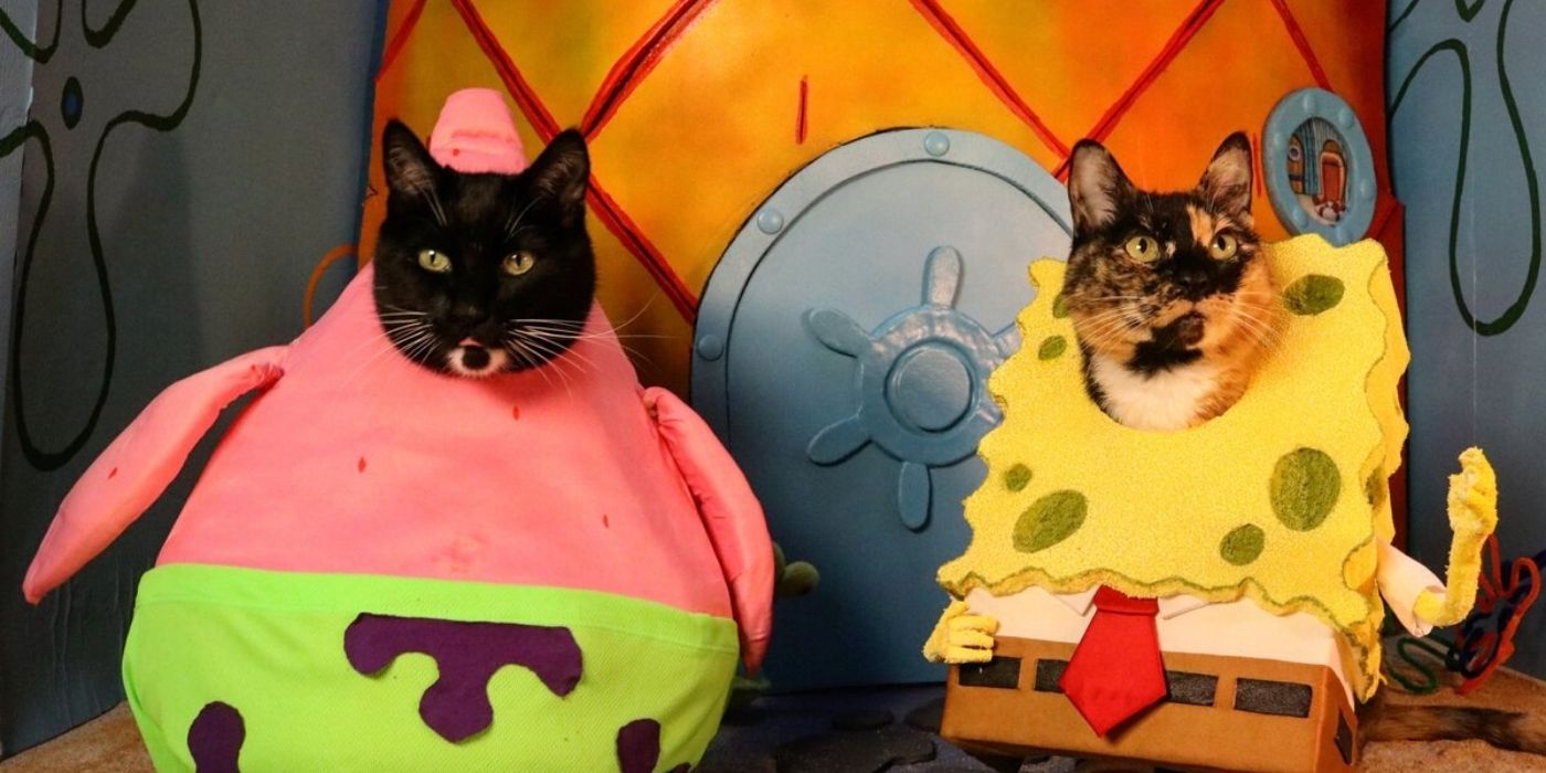 spongebob and patrick cat costumes