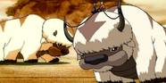 Avatar What Happened To Appa After The Last Airbender Ended