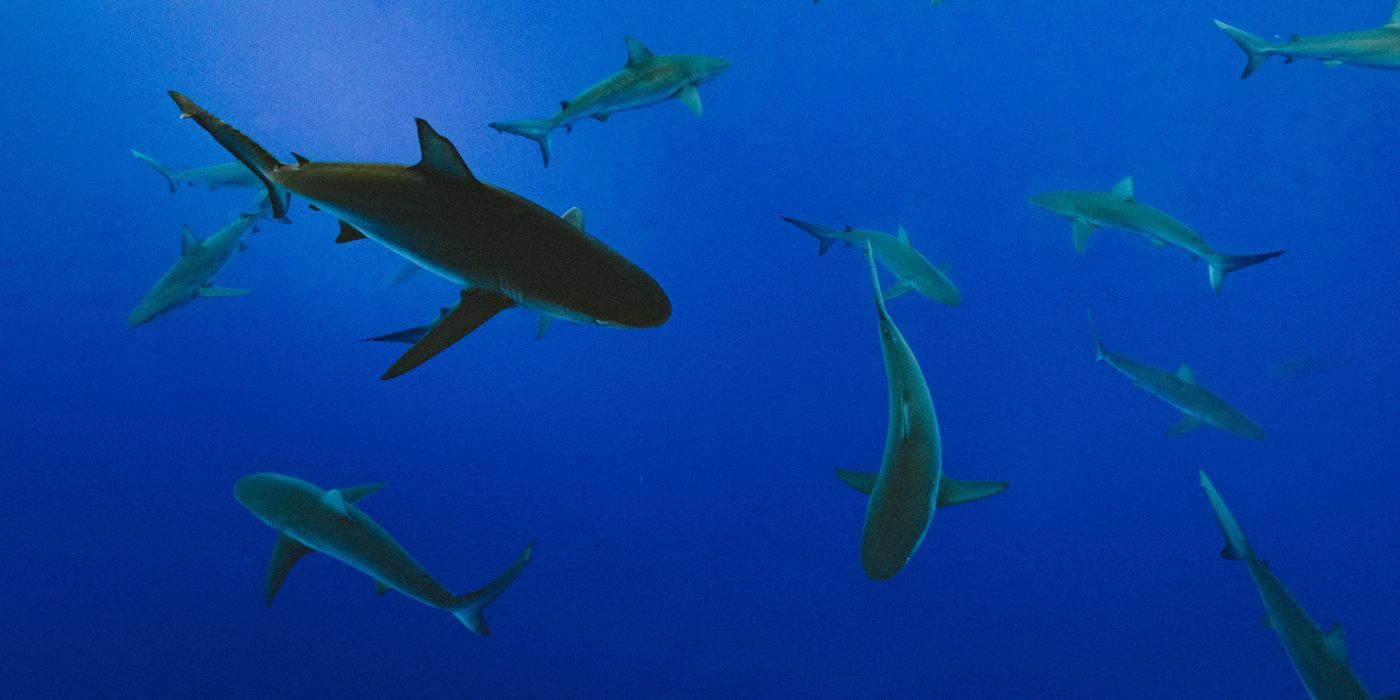 Sharks Group Underwater