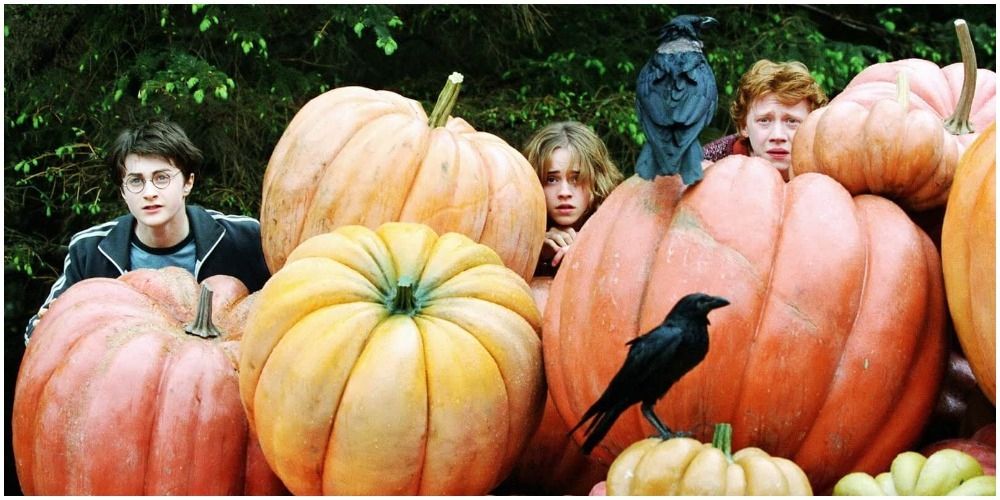 Harry, Hermione and Ron watch behind pumpkins