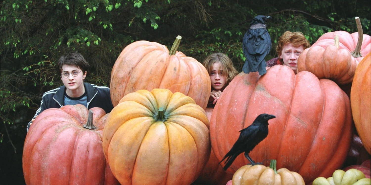 the-trio-in-the-pumpkin-patch Cropped